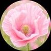 rosypoppy